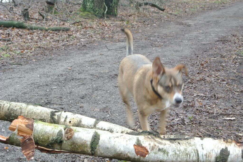 Even hoo Hindernis op het bospad