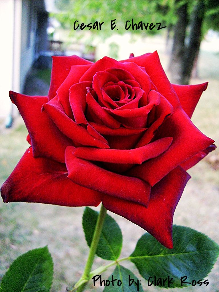  photo 043a26d7-fe5f-45d5-ab58-05704ae85200_zps3585541a.jpg