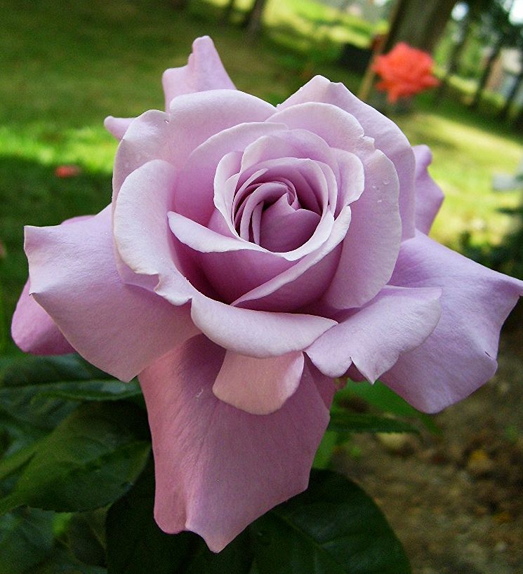  photo 0afdb5b7-31b1-4007-a578-896d15028ccb_zps2a63bac4.jpg