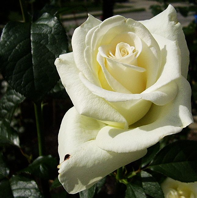  photo 1a1af2dc-c951-43fe-9f3b-3e3a14be724a_zpse45b63bc.jpg