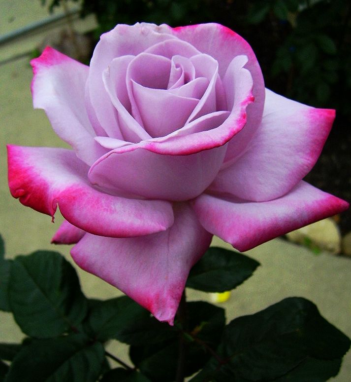  photo 4efe374c-6663-4c46-818f-fcd0546322e9_zps6fa3e0e2.jpg