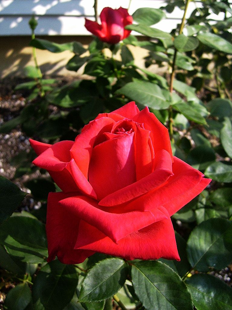  photo 5af12486-d0d8-4a7c-beae-286c6ac44c82_zpsf617045d.jpg