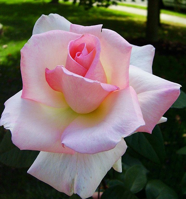  photo 5c59c885-8f86-422c-9b8c-44d59b190efd_zpsb4bcdecc.jpg