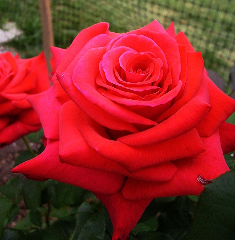  photo 5f262a11-5e46-4ad6-9901-6cb57a81534d_zps3da85e42.jpg