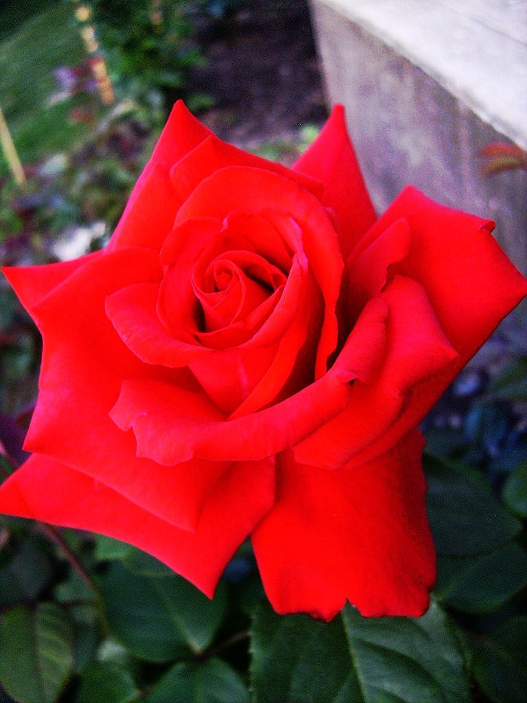  photo 6758c840-4f24-48fc-afe0-f712a2df8196_zps05031d8c.jpg