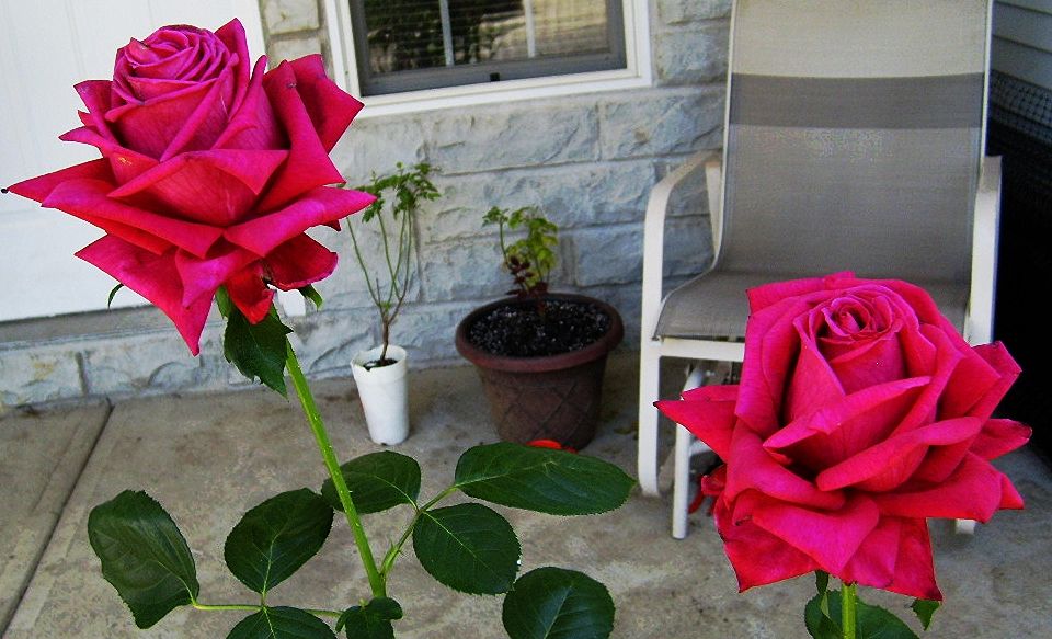  photo 6ff67f17-4a89-4817-9350-0c602f27f6aa_zps4c4ac8aa.jpg