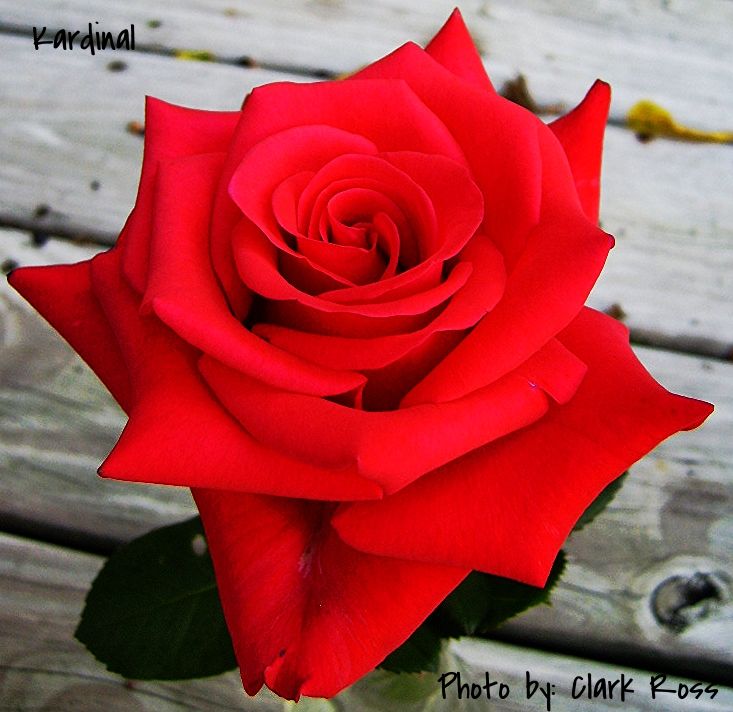  photo 7163d80e-b240-4700-ba90-7f450cc4d167_zpsaefd1e17.jpg