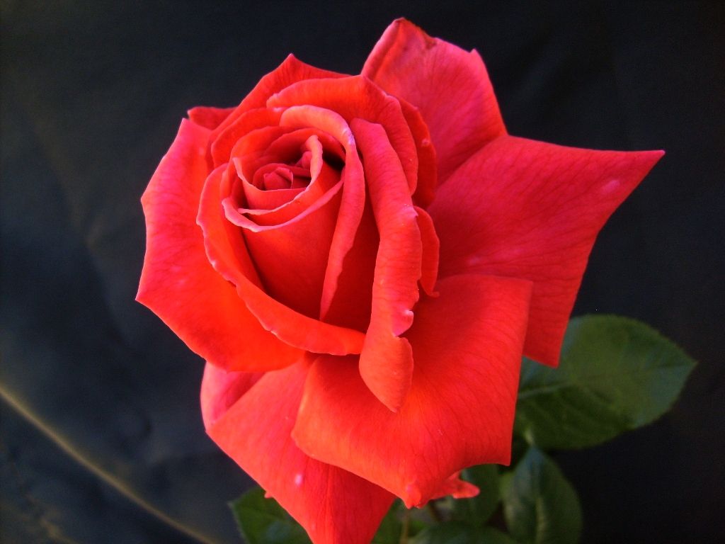  photo 73671eae-99c5-4610-925d-eaf7d43a3f52_zpscab4bf81.jpg