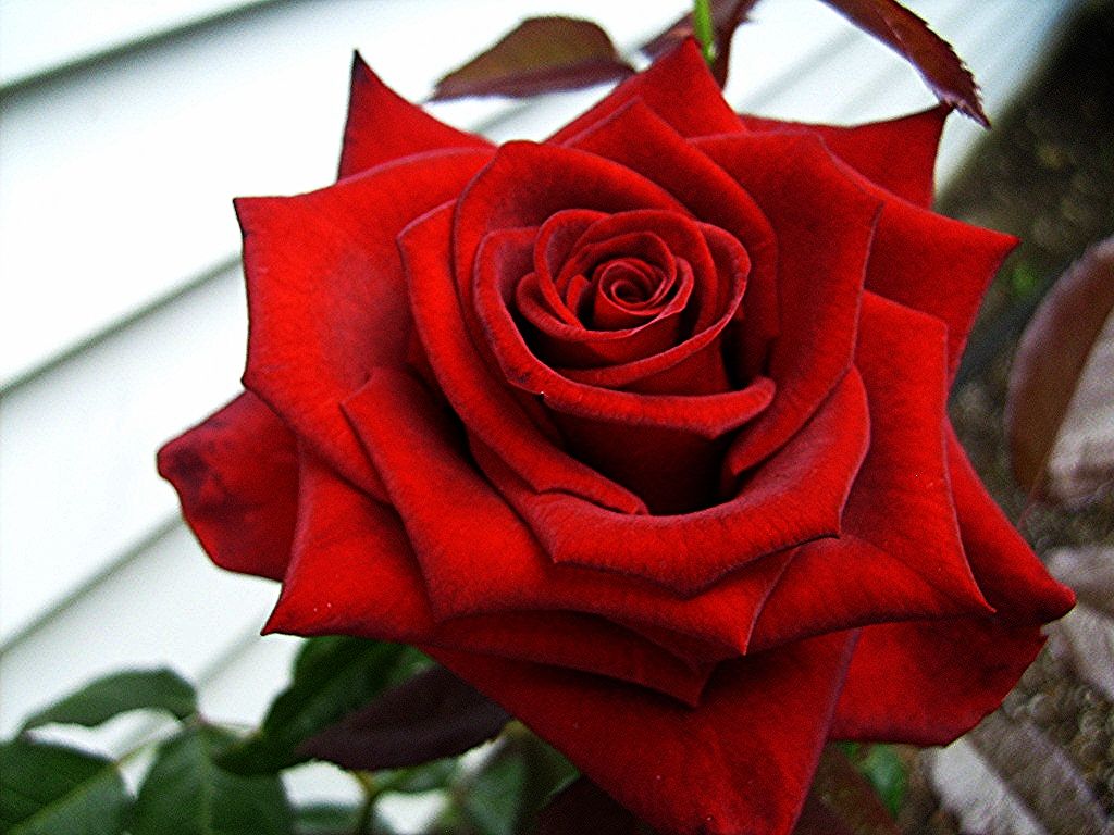  photo 8b969a6f-a8f4-46ab-9ecb-c2bbff0efe7d_zps2d521125.jpg