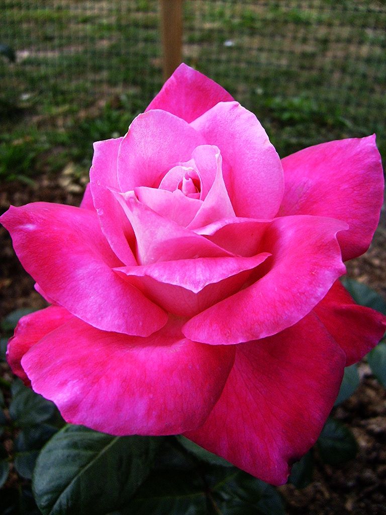  photo 9563cabe-882f-4e6b-8b82-5c6acda23e2e_zps9ab31ec8.jpg