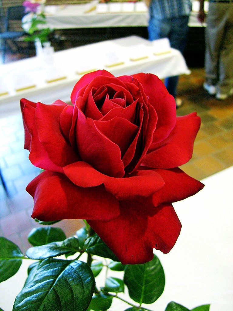  photo 97d896d9-0e58-4cd7-b0e2-e63b0d704417_zps00e9509c.jpg