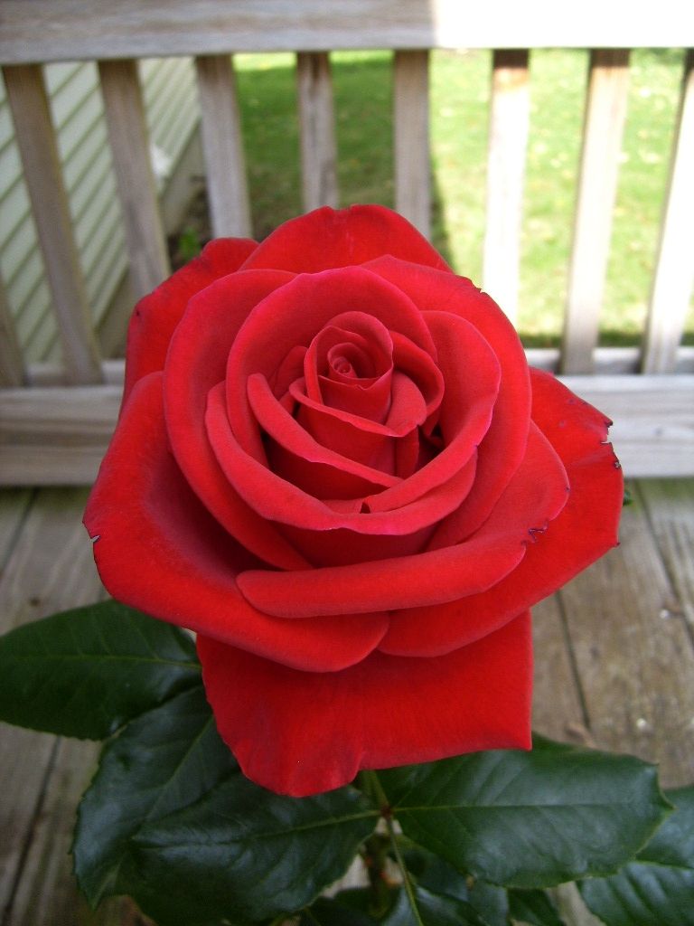  photo 9f566fb2-fe47-4352-adf6-7025a54b03ad_zps15706a63.jpg