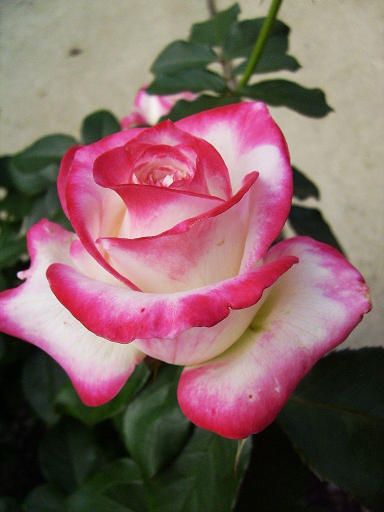  photo a32150aa-4198-4a6e-a617-1e242c60aad4_zps7acfe33c.jpg