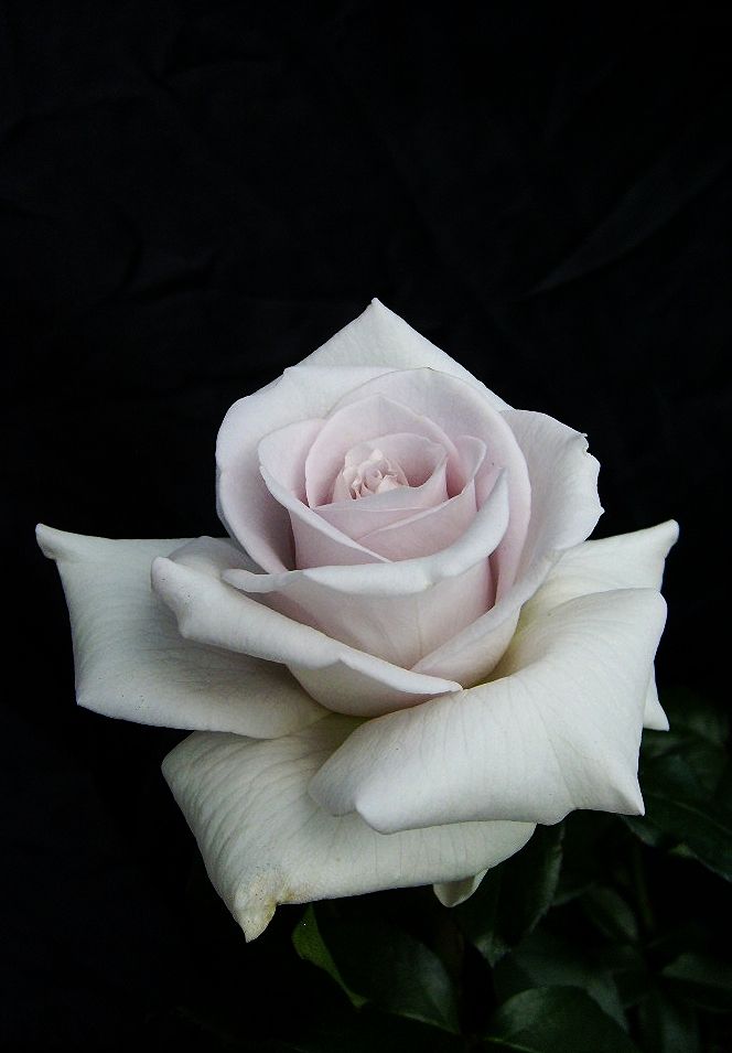  photo a3d58c56-410f-4200-85d0-53acb6ab979b_zps178c2359.jpg