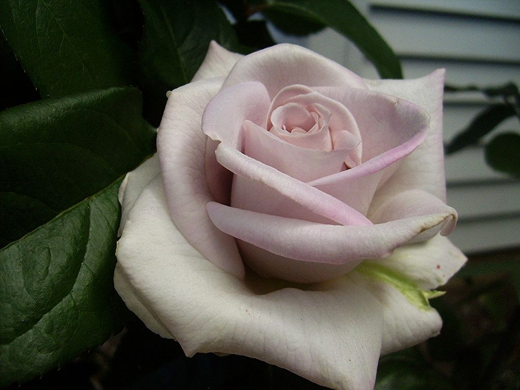  photo b67374b0-6358-4c7a-9f09-62e5b8a12177_zpsdc1a4e8c.jpg