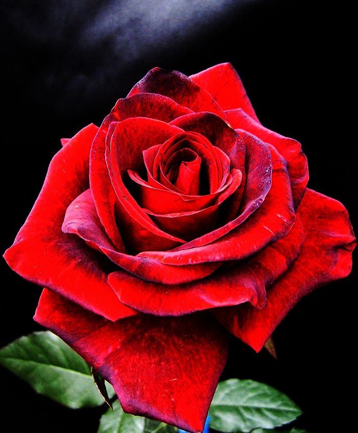  photo ce2f7408-1e5f-472d-9572-b95e98a0b059_zps35d03915.jpg