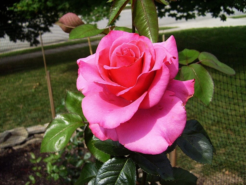  photo d0f0dfdd-7cd0-4571-8c4e-850338b85721_zps52b12a77.jpg