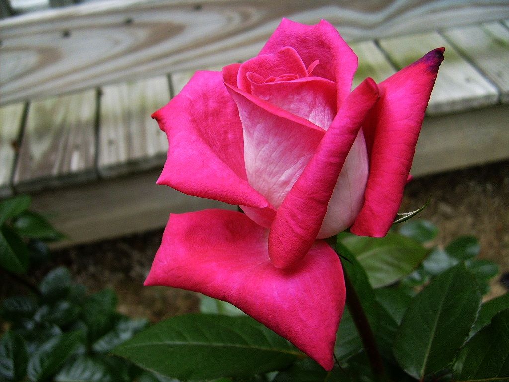  photo d2928937-fdbc-4f34-9e8c-363e1ce5e098_zps612fd4c9.jpg