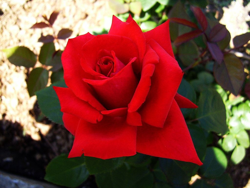  photo d62daa9f-7d92-4a8f-990c-e5e06d38b89c_zps19458bbc.jpg