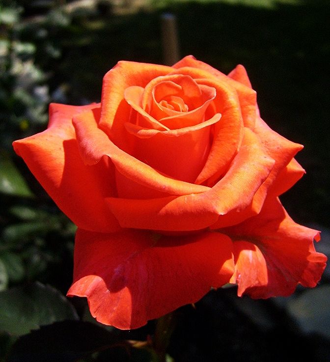  photo eba48305-da92-4481-a51a-18e67af3776d_zps13f98f96.jpg