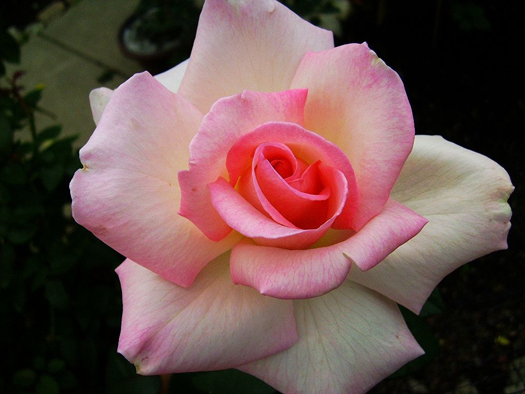  photo ec6e72af-cd4a-4b67-a49c-e18c14c3cea4_zps1279b2a3.jpg