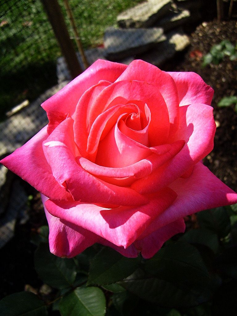  photo ed40c709-9afb-4ba9-89da-b81128d24f15_zps6adf3ee6.jpg