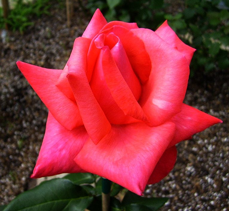  photo ef6ebbc6-4fba-45db-8998-08b77fcfc2bc_zpsb0690357.jpg