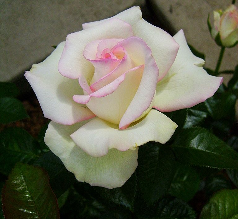  photo f9f4b573-f10f-44b6-9b1a-2f608836e7a7_zps1336fe70.jpg