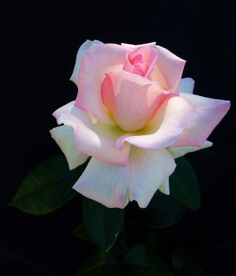  photo fc700718-1602-46f2-9b1f-5a27be6b873c_zps20a15323.jpg