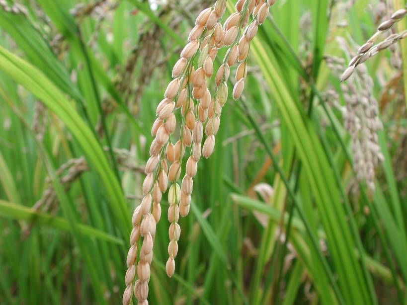 Riceplant_zps1cb851fb.jpg