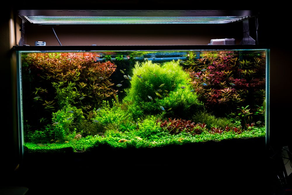 bruine aanslag op aquariumplanten