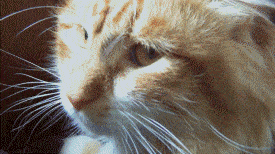  photo Ohnoyoudidnt_zpse12b7e95.gif