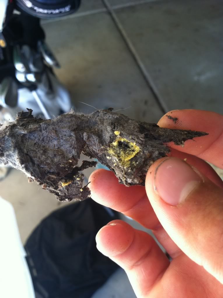 Tegu eating mulch/poop!??? Tegu Talk