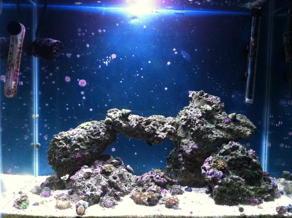 Black Mollies for hair algae? Reef Central Online Community
