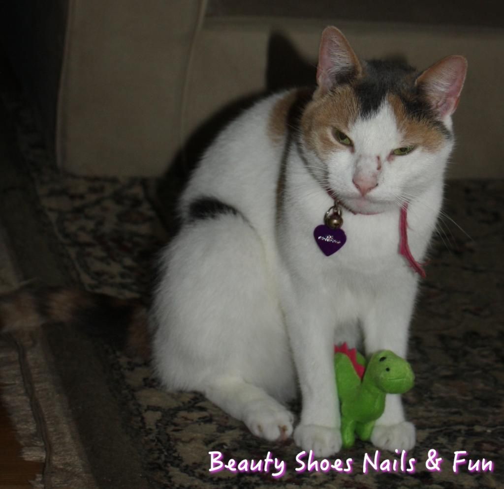 photo cattoys-7_zps81d1ec2a.jpg